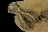 Plate of Five Jimbacrinus Crinoid Fossils - Australia #129405-1